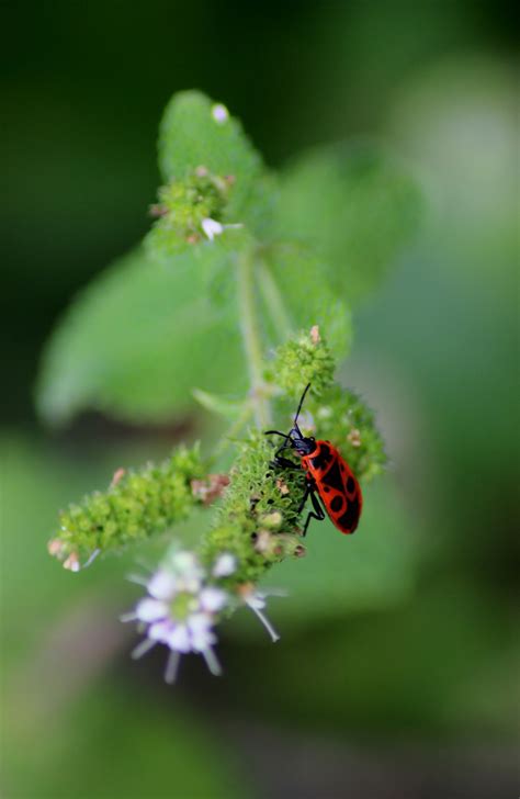 Free Images Nature Leaf Flower Green Insect Bug Botany Garden