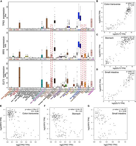 The Expression Profile Of Irf6 And Elf3 Was Similar In Most Of Normal Download Scientific