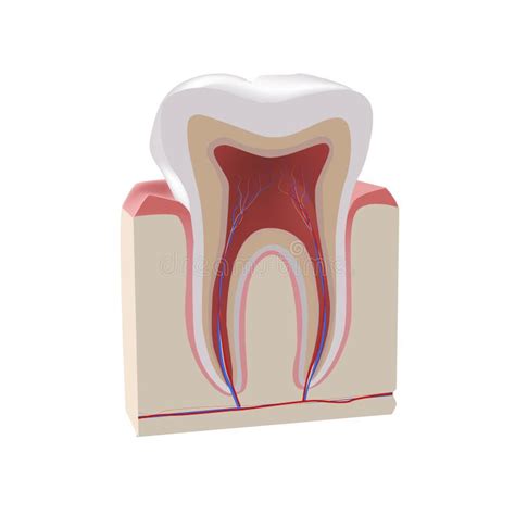 Tooth Anatomy Cross Section Of Human Tooth With Designations Realistic