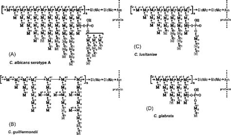 Structure Of The Cell Wall Mannan Of Candida Species A C Albicans