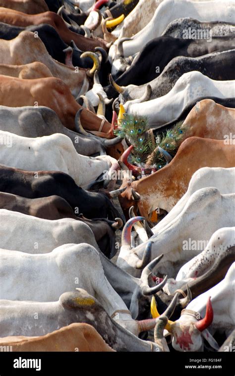 Top 999 Indian Cow Images Amazing Collection Indian Cow Images Full 4k