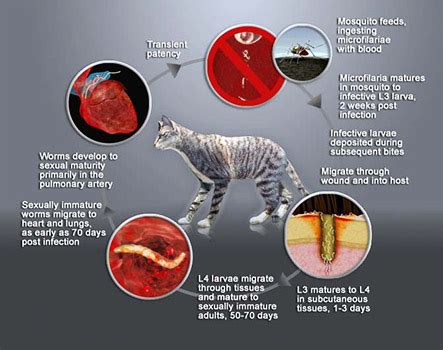 Exclusively Cats Veterinary Hospital Blog: Heartworm disease headaches