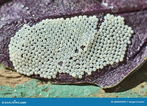 Laying Insect Eggs On A Basil Leaf Stock Image Image Of Arthropod