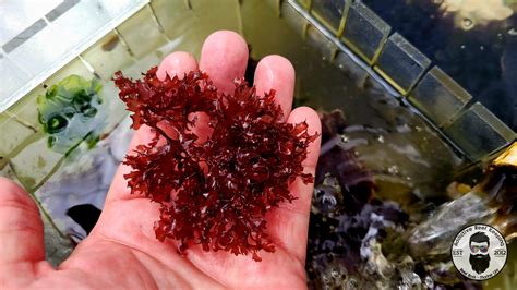 12 Cup Red Gracilari Hayi Saltwater Refugium Marine Macro Algae