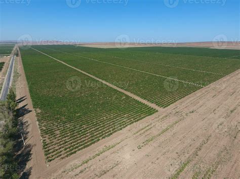 Grape orchards bird's-eye view. Vine rows. Top view of the garden