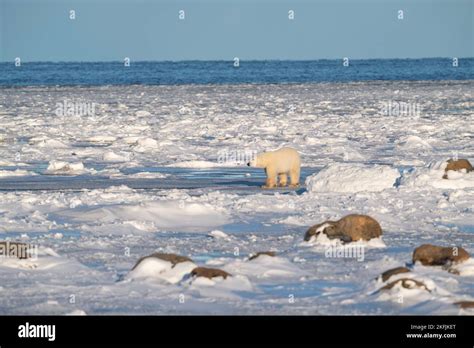 Polar Bear in Churchill, MB Stock Photo - Alamy