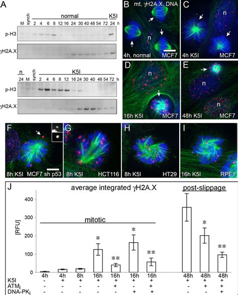 Dna Damage After K I Initially Increases Late In Mitotic Arrest And