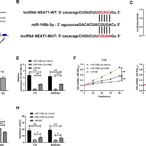 Lncrna Neat As A Sponge Of Mir B P A Mir B P In