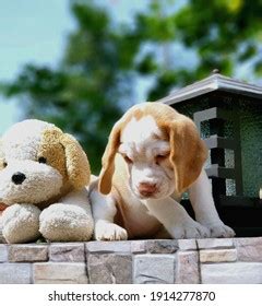 269 Lemon White Beagle Images, Stock Photos, and Vectors | Shutterstock