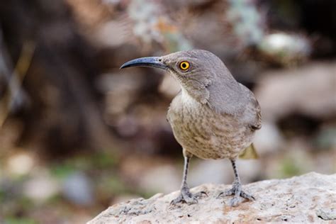 Palmer S Thrasher Subspecies Toxostoma Curvirostre Palmeri Inaturalist