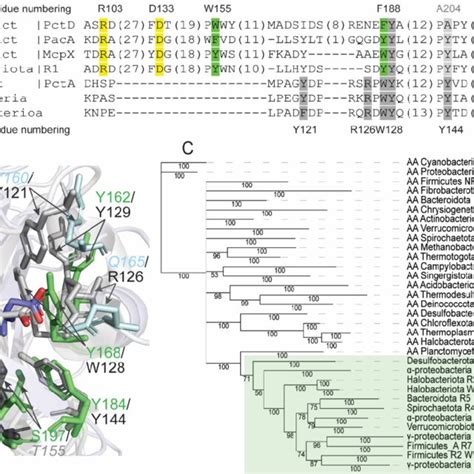 Amine Receptors Evolved From Amino Acid Receptors A Multiple Sequence