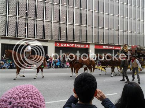 The horses of the Houston Thanksgiving Parade! | The Horse Forum