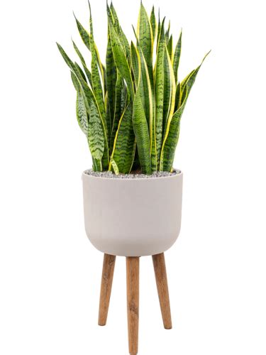 Sansevieria Trifasciata Laurentii Donica Refined Retro Feet