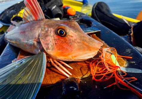 Gurnard - Species Guide