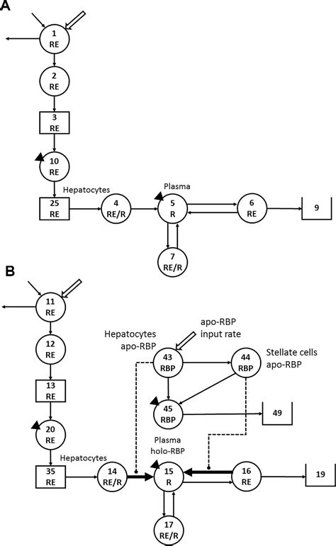 Figure 1 From Development Of A Compartmental Model To Investigate The