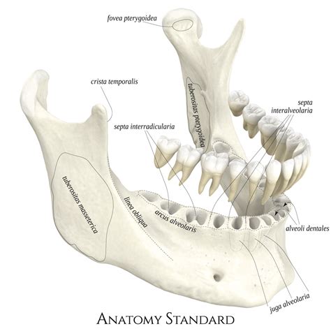 Mandibula