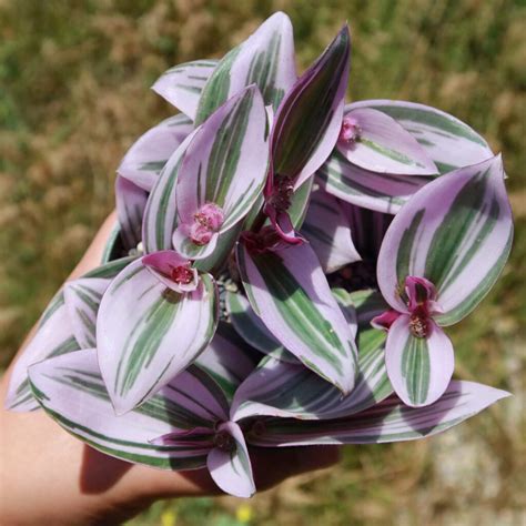 Wandering Jew Plant How To Grow And Care For This Colorful Plant