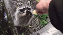 Evil Raccoon Hands Gif