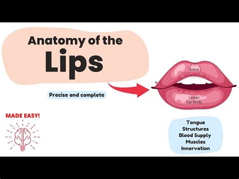 Lower Lip Anatomy