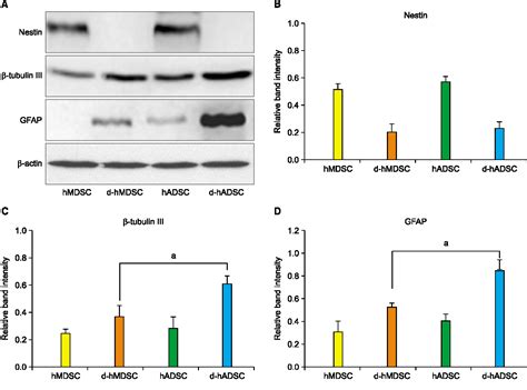 Figure From Comparison Of Human Muscle Derived Stem Cells And Human