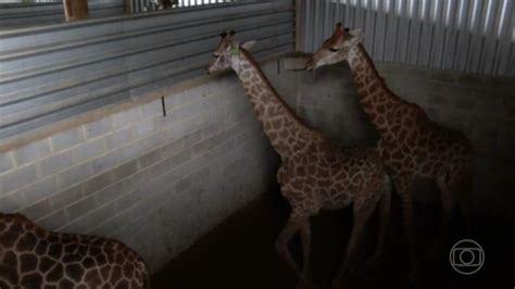 Polícia Federal investiga a morte de três girafas trazidas da África do