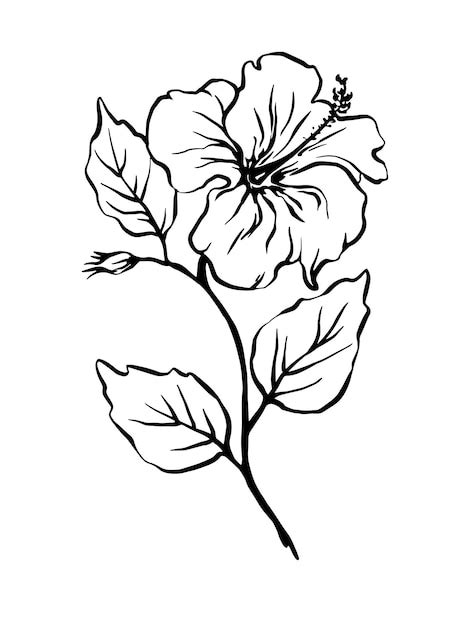 Flor De Hibisco De Contorno Desenhada à Mão Com Folhas De Ilustração