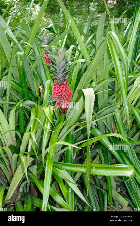 Nahaufnahme Einer Wilden Roten Ananas Ananas Bracteatus Pflanze