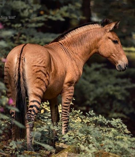 Пин от пользователя Jj Redden на доске I Love Animals