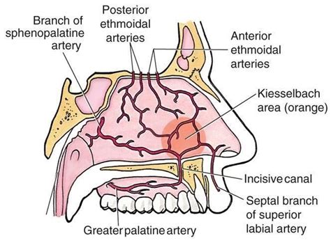 3 Blood Supply Of Nasal Septum From The Internet Euro Medicine