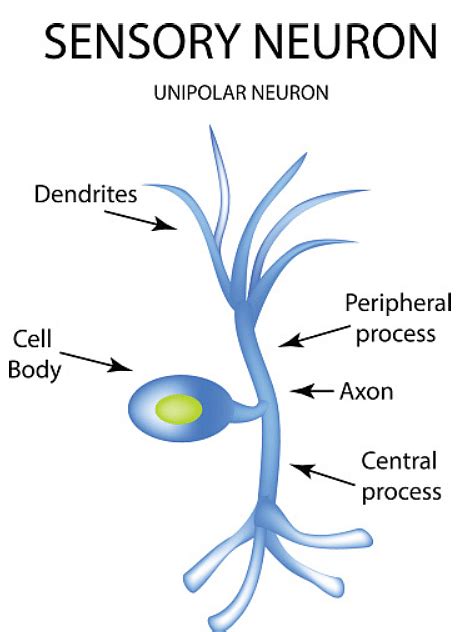 Difference Between Sensory And Motor Neurons Function And Structure