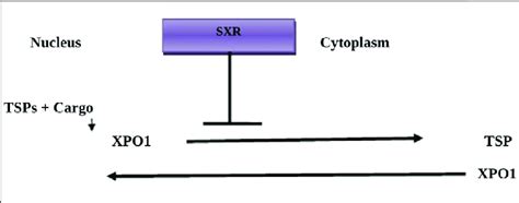 Mechanism Of Selinexor Action Tumor Suppressor Proteins Tsps And