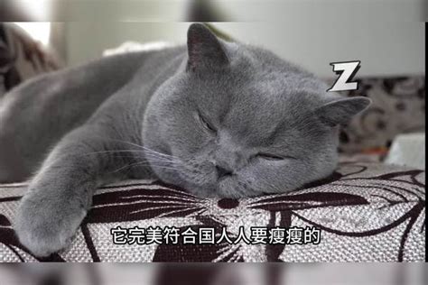 哪个品种的猫，在国内最受欢迎？品种