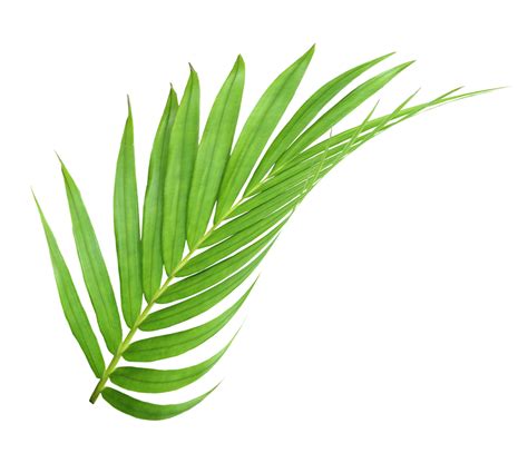 feuille verte de palmier isolé sur fond transparent fichier png 9887389 PNG