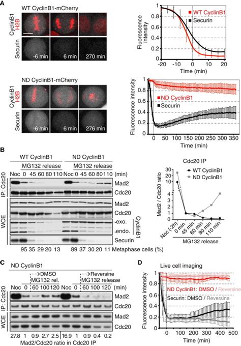 Cdk Inactivation Terminates Mitotic Checkpoint Surveillance And