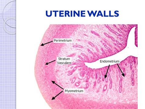 Structure Of Uterine Wall