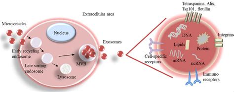 Biogenesis Of Exosomes And Magnification Of An Exosome With Its Cargo