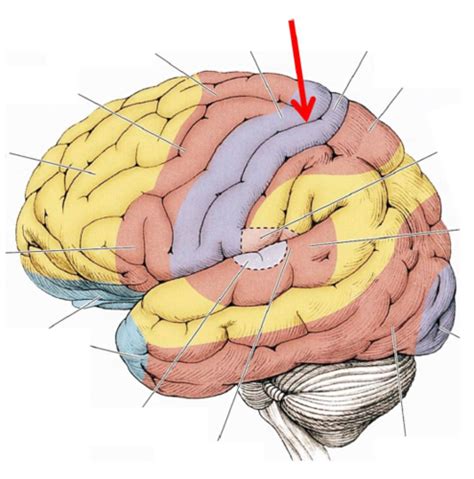 Neuroanatomie Karteikarten Quizlet