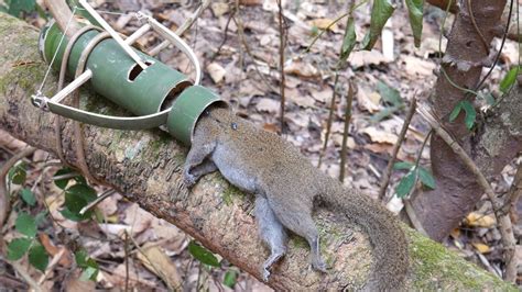 Wild Man Creative Amazing Bamboo Trap To Catch Squirrel In The Forest