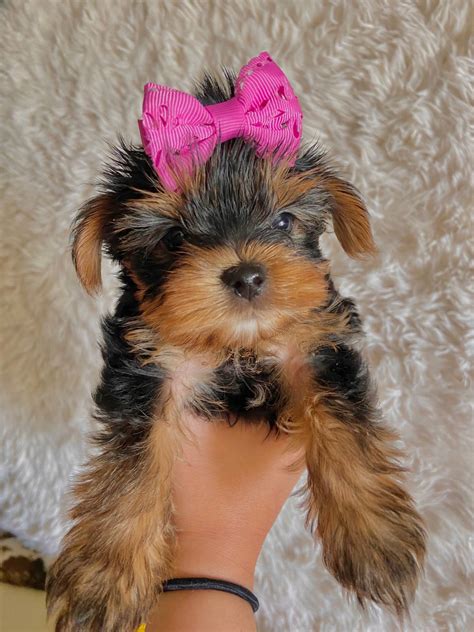 Yorkshire Terrier Puppies For Sale