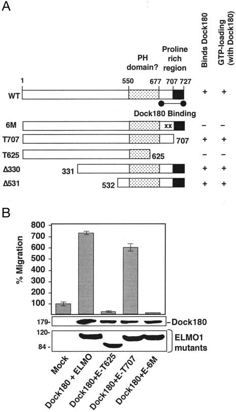 Dock180-binding regions of ELMO1 are required for migration. A ... 