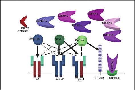 The Igf System The Igf System Consists Of The Receptors Ir Igf Ir Download Scientific