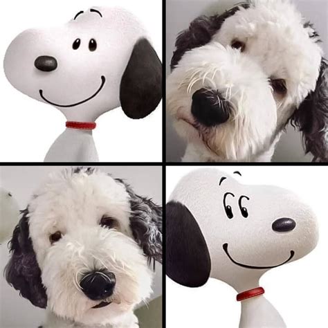 Encuentran a un perrito idéntico a Snoopy y las redes enloquecen