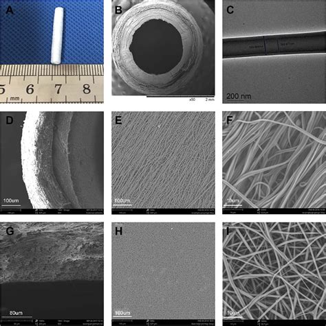 PDF Evaluation Of A Simple Off The Shelf Bi Layered Vascular Scaffold