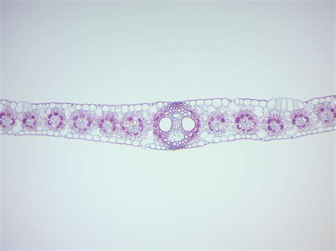 6 Gymnosperms And Angiosperms Laboratory Manual For SCI104 Biology II