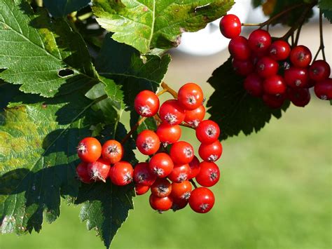 Free Images Rowan Berries Berry Red