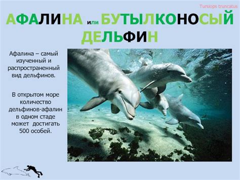 Киты презентация, доклад