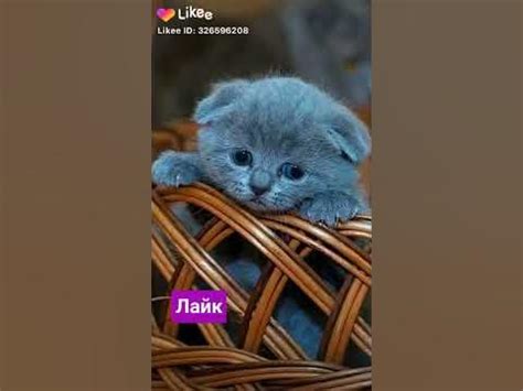 Катята милашки - YouTube