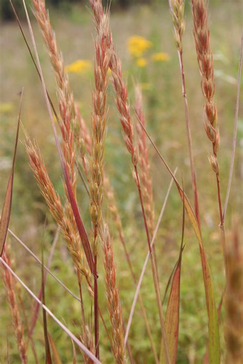 Virginia Wild Rye Elymus Virginicus Mnl Heal The Earth