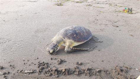 En Este Van Tortugas Muertas En Veracruz Boca Del R O