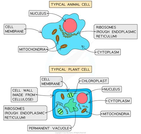 Eukaryotes And Prokaryotes 111 Aqa Gcse Biology Revision Notes 2018